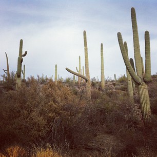 tucson cactus